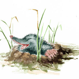 Для детской книжки 2