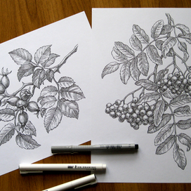 Рябинка и шиповник.