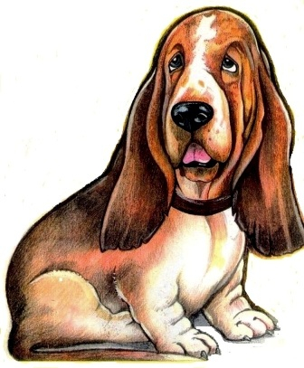 Бассет хаунд