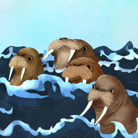 Тихоокеанские моржи