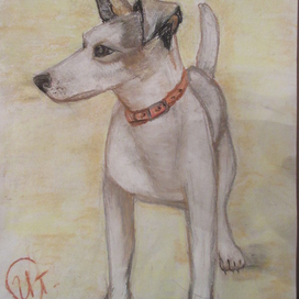 Мой Джек-рассел