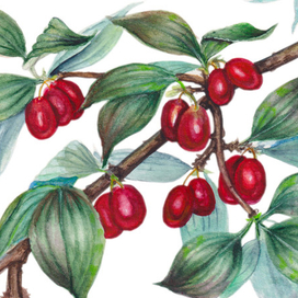 Ветка кизила