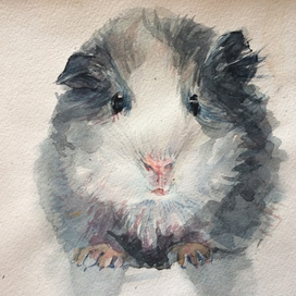 морская свинка