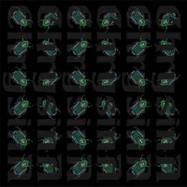 жуки на черном