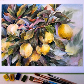 Амальфитанские лимоны