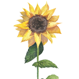 The Sunflower Watercolor 