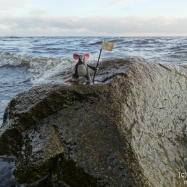 Мышь после кораблекрушения