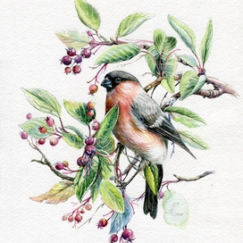 Снегирь на ирге