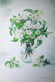 Цветы яблони