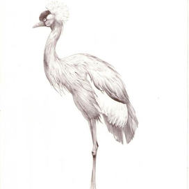 Рисунок ручкой