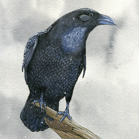 Птица зимой.