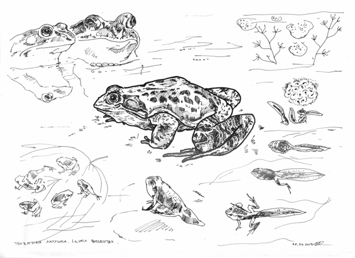 Лягушка травяная. Цикл развития