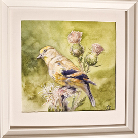 Молодой американский чиж