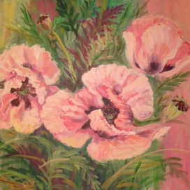 Розовые маки