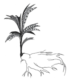 Мандрагора