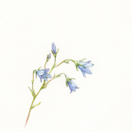 Колокольчики