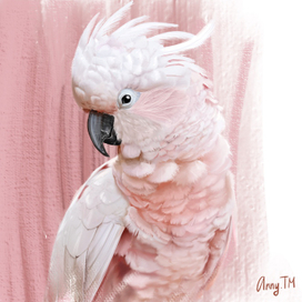 Розовый попугай, имитация масла