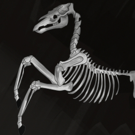 Скелет лошади