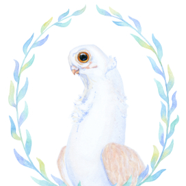 голубь породы орловский турман