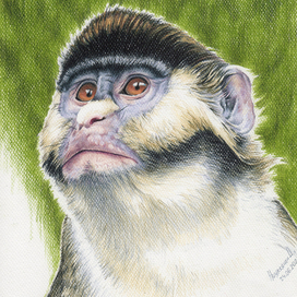 Мартышка Шмидта