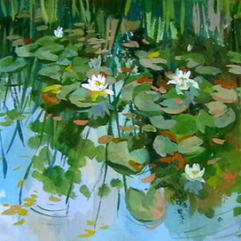  Water lilys