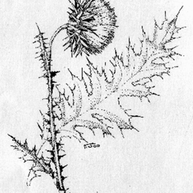 чертополох