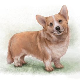 Corgie