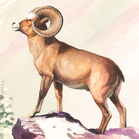 Снежный баран...