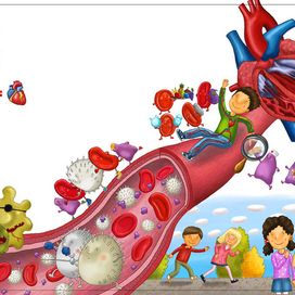 кровеносная система