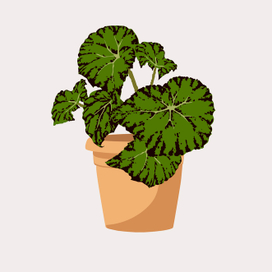 Бегония - комнатные растения