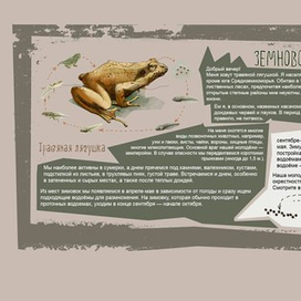 Земноводные