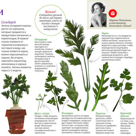 Зелень для жизни