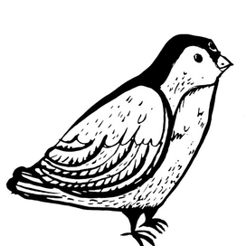 птицасиница