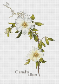 Клематис по рисунку Маргарет Нельсон Армстронг(1867-1944)