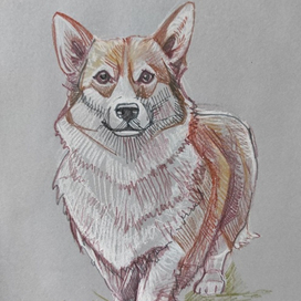 Просто корги на скетчбаттл