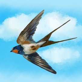 Ласточка касатка