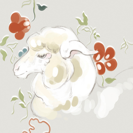 Sheep