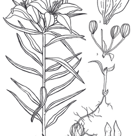 Лилия пенсильванская