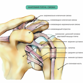 Анатомия плеча