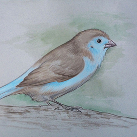 Ангольский астрильд