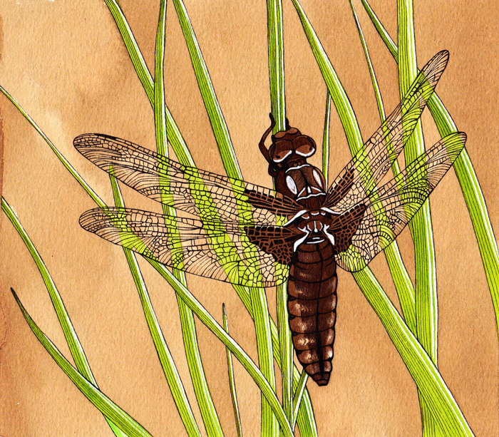 Иллюстрации животных. Стрекоза.