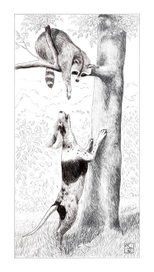 Охота на енота :)