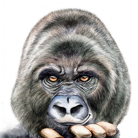 Король джунглей