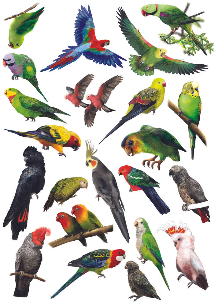 энциклопедия попугаи