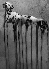 Долматинец