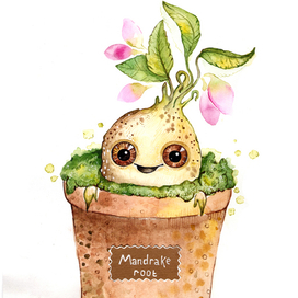 Мандрагора в горшочке