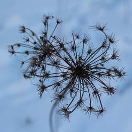 Зимний одуванчик