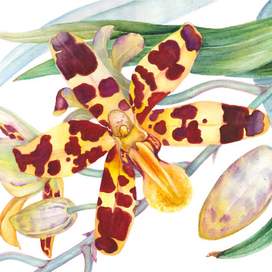 Орхидея Анселлия африканская