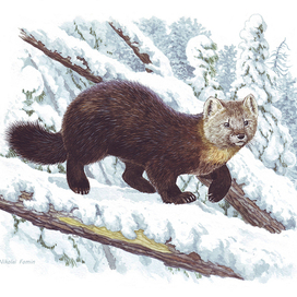 0,022222.... шубы.