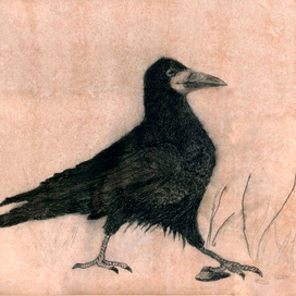 Corvus frugilegus